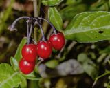 Solanum dulcamara. Плоды. Санкт-Петербург, Приморский р-н, заказник «Северное побережье Невской губы», прибрежный пляж. 05.08.2026.