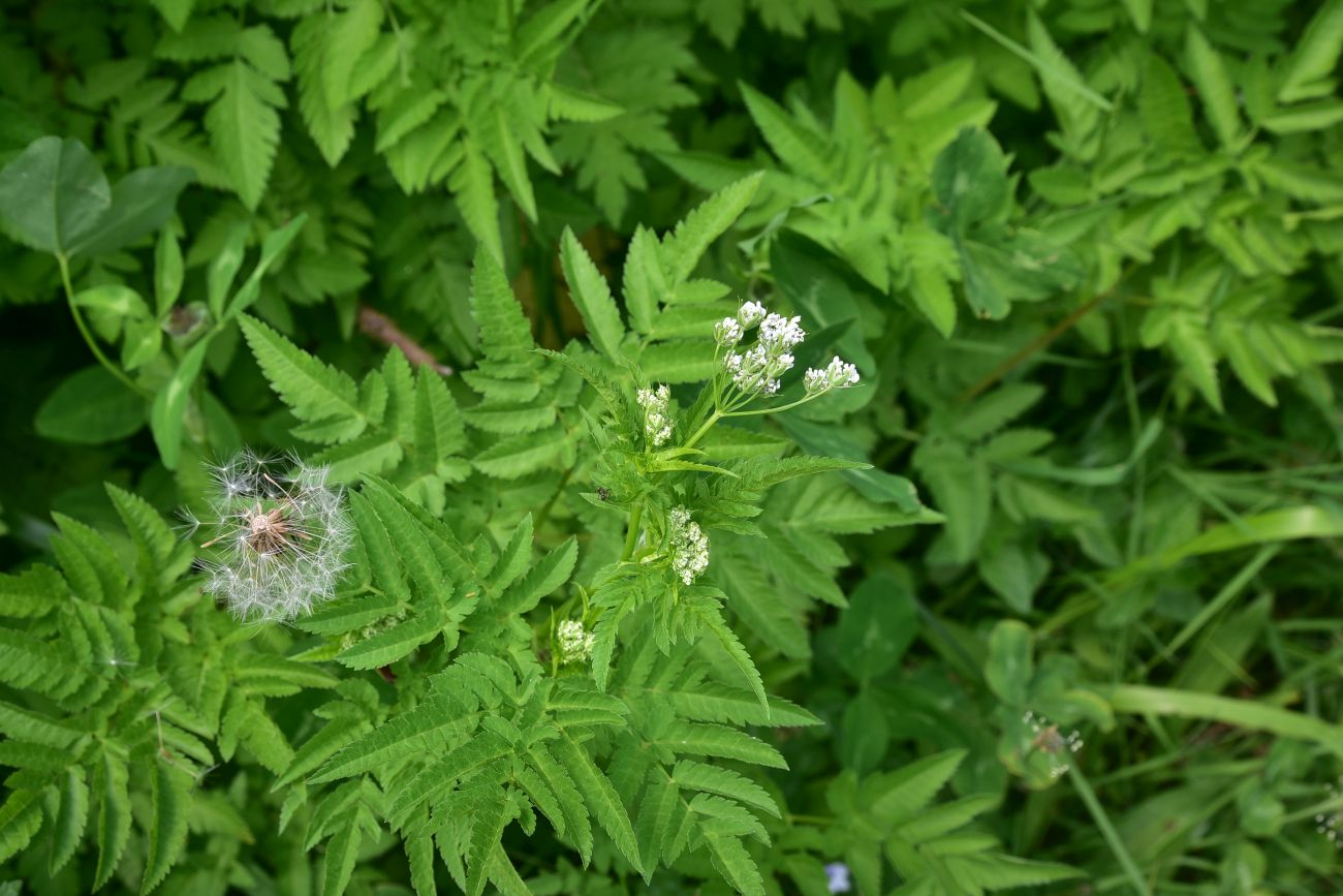 Изображение особи род Chaerophyllum.