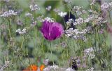 Papaver somniferum. Цветок в соседстве с Coriandrum sativum. Московская обл., Раменский р-н, окр. дер. Хрипань, садовый участок. 17.07.2026.