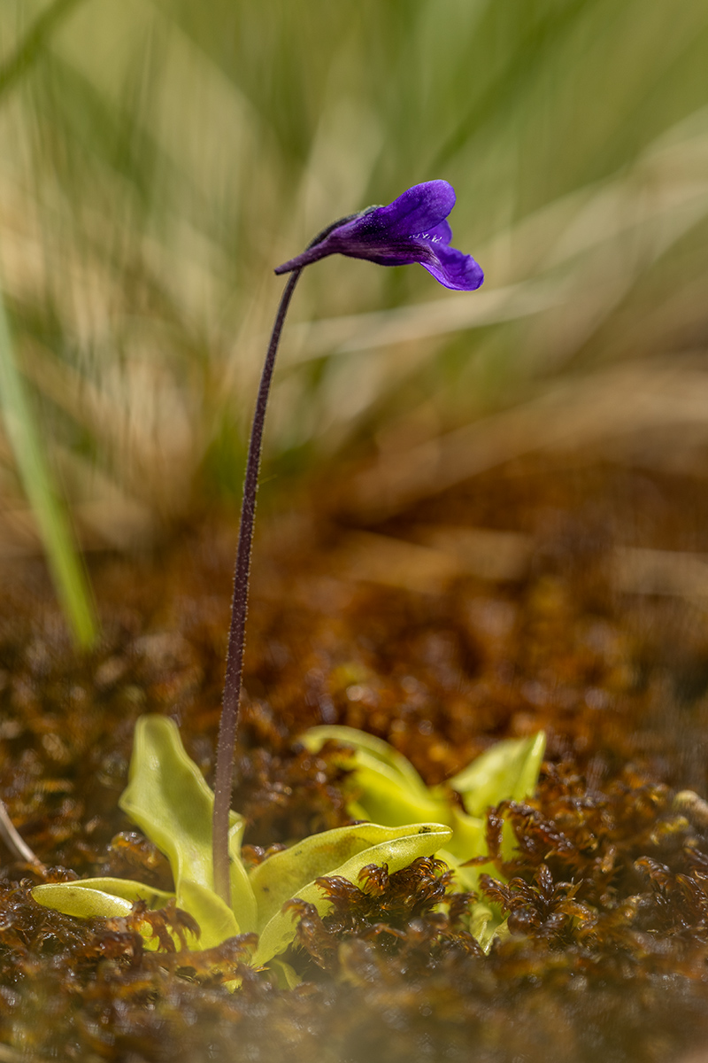 Image of Pinguicula vulgaris specimen.