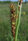 Carex cuspidata