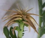Centaurea iberica