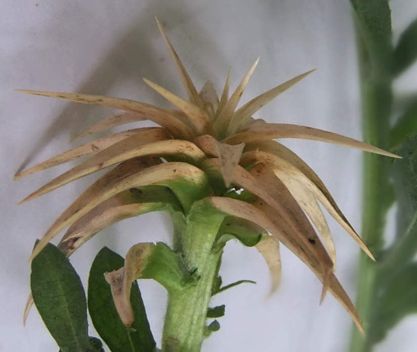 Image of Centaurea iberica specimen.