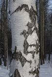 Betula pendula. Ствол взрослого дерева (диаметр - около 30 см). Санкт-Петербург, Старый Петергоф, парк \"Сергиевка\". 22.02.2009.