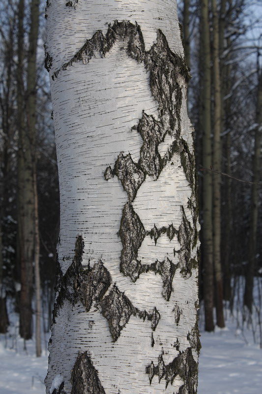 Изображение особи Betula pendula.