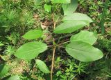 genus Populus