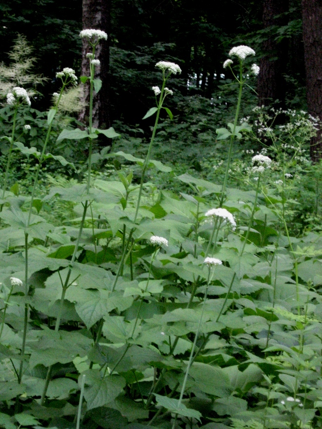 Изображение особи Valeriana tiliifolia.