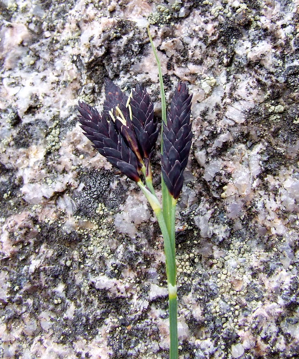 Image of Carex atrata specimen.