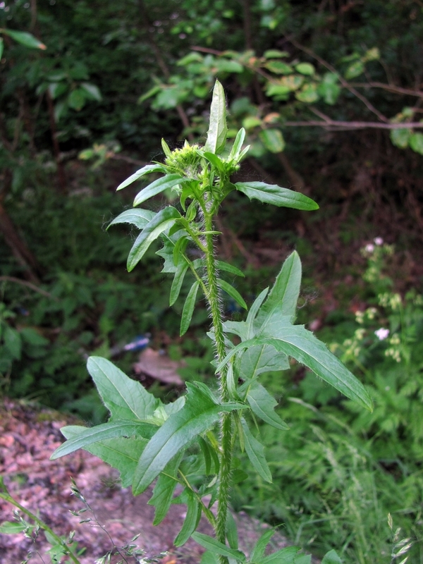 Image of Sisymbrium loeselii specimen.