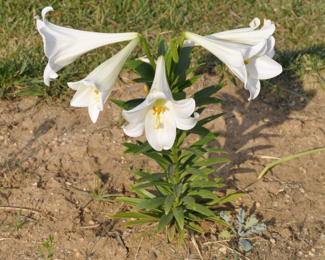 Изображение особи Lilium longiflorum.