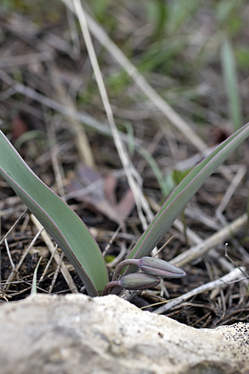 Image of Tulipa turkestanica specimen.