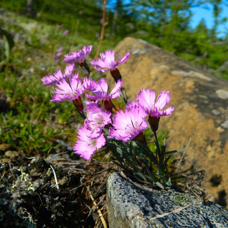 Image of Dianthus repens specimen.