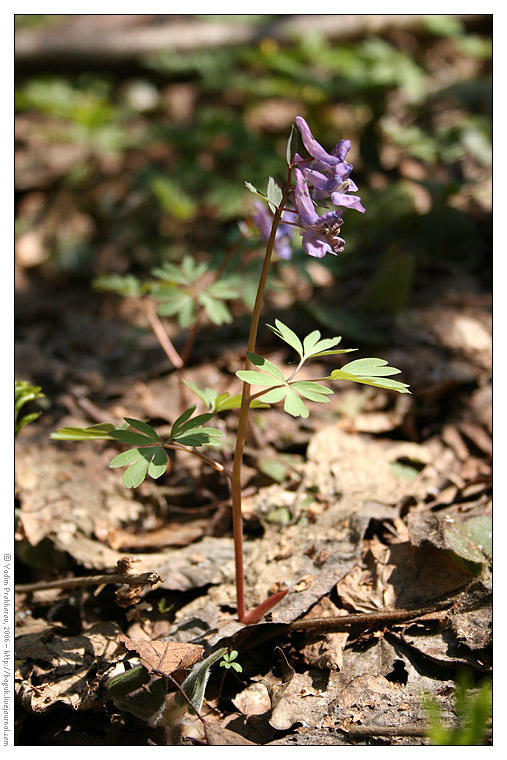 Image of Corydalis solida specimen.