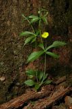 Ranunculus cassubicus. Цветущее растение в смешанном лесу. Московская обл., Ленинский р-н. 16.05.2008.