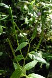 Epilobium adenocaulon