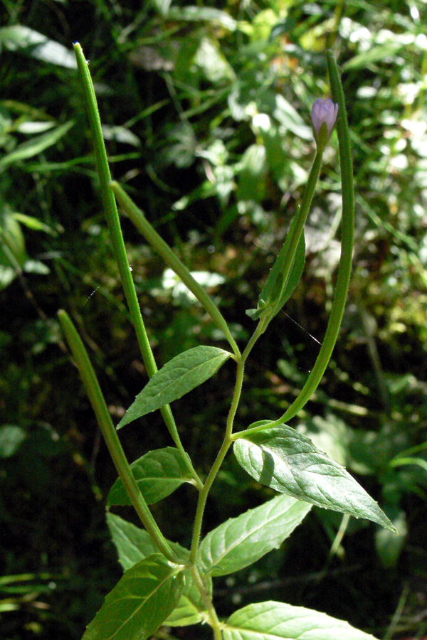 Изображение особи Epilobium adenocaulon.