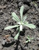Artemisia ludoviciana. Молодое растение. Санкт-Петербург, клумба. 6 июня 2011 г.