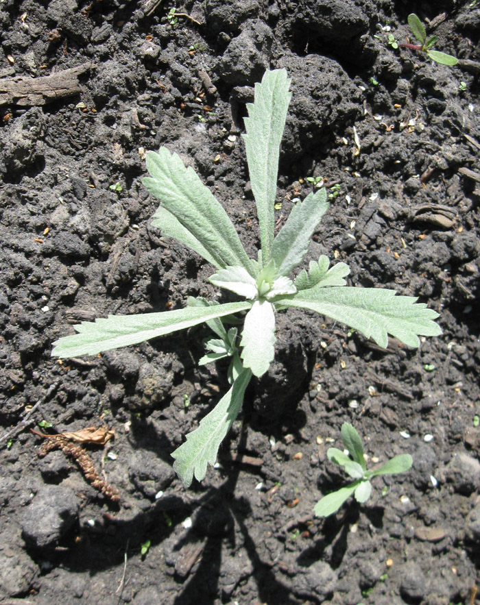 Image of Artemisia ludoviciana specimen.
