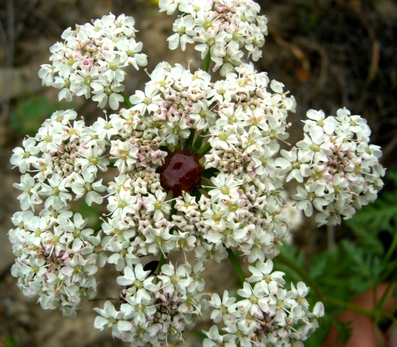 Image of Eremodaucus lehmannii specimen.