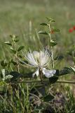 Capparis herbacea. Часть побега с цветком и бутоном. Таджикистан, предгорья Гиссарского хр., Северные холмы. 15.05.2011.