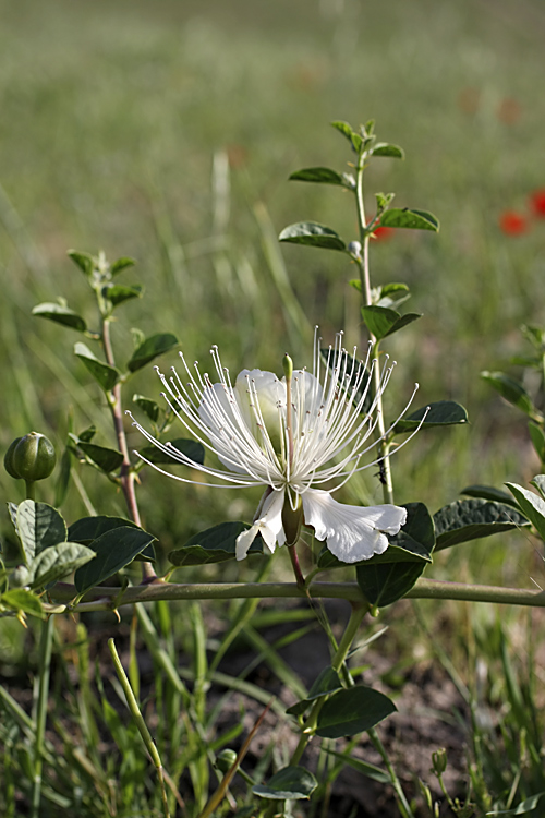 Изображение особи Capparis herbacea.