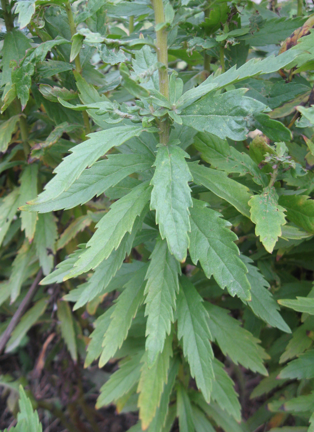 Image of Leucanthemella serotina specimen.