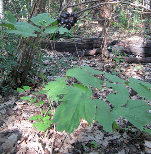 Image of Actaea spicata specimen.