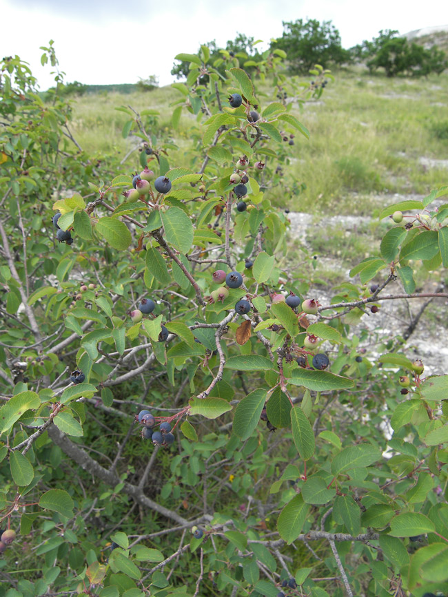 Image of Amelanchier ovalis specimen.