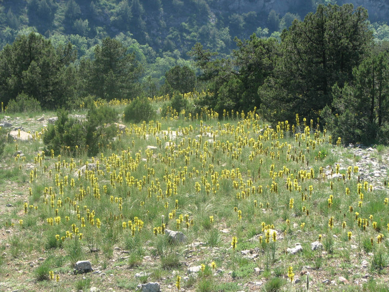 Изображение особи Asphodeline lutea.