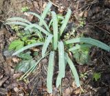 Galanthus alpinus