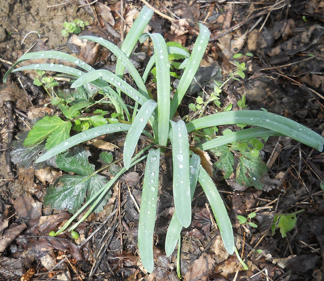 Изображение особи Galanthus alpinus.