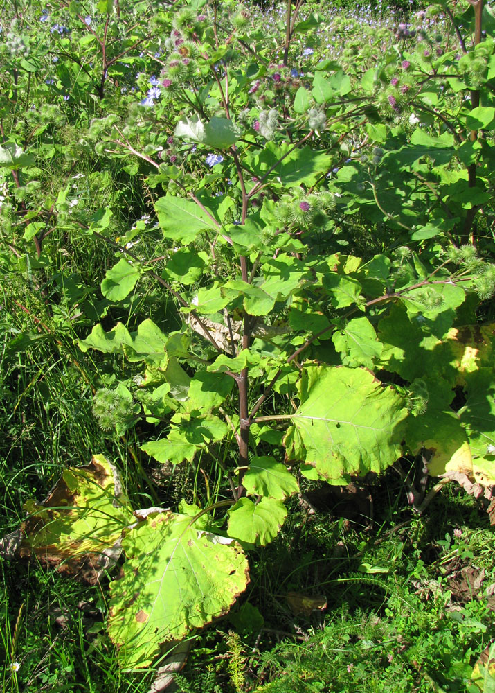 Изображение особи Arctium lappa.