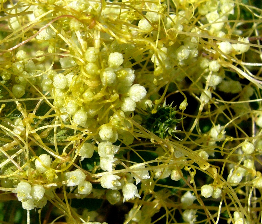 Image of Cuscuta pedicellata specimen.