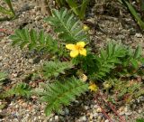 Potentilla anserina. Цветущее растение. Смоленская обл., Смоленский р-н, окрестности Каспли, обочина дороги. 12.07.2011.