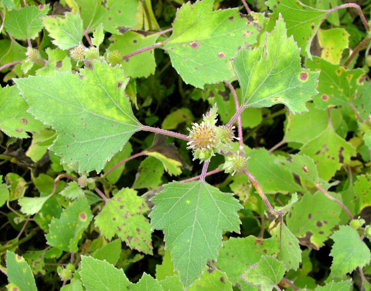 Image of Xanthium orientale specimen.