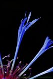 Centaurea montana. Воронковидные цветки. Московская обл., окр. г. Видное, в культуре. 17.06.2011.
