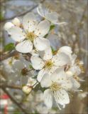 Prunus cerasifera. Цветки. Черноморское побережье Кавказа, г. Новороссийск, в культуре. 9 апреля 2012 г.