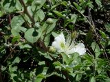 Capparis herbacea