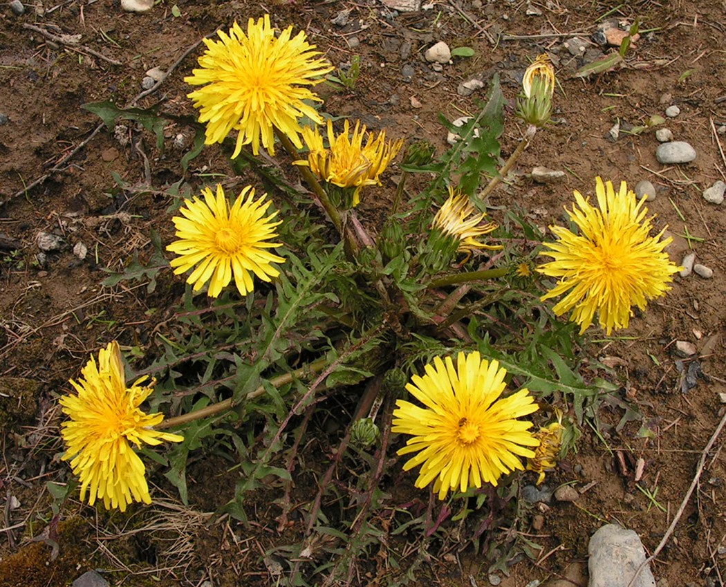Изображение особи род Taraxacum.
