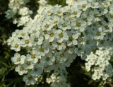 Spiraea &times; cinerea