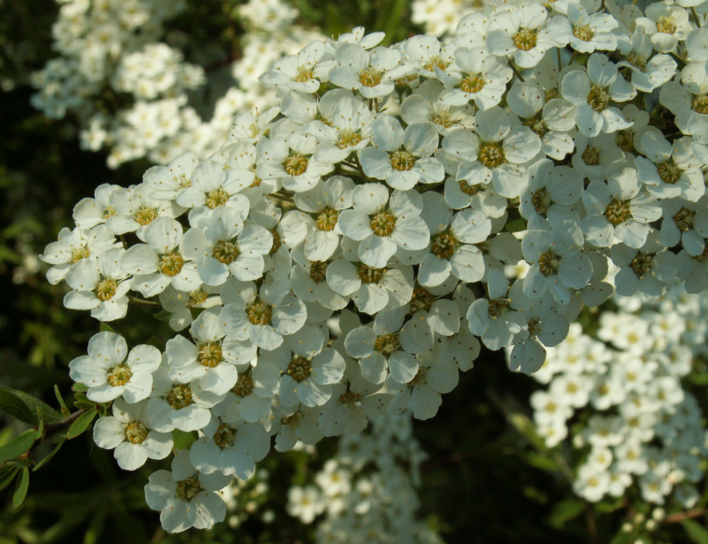Изображение особи Spiraea &times; cinerea.