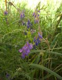 Vicia cracca. Верхушка цветущего растения. Курская обл., г. Железногорск. 20 июля 2007 г.