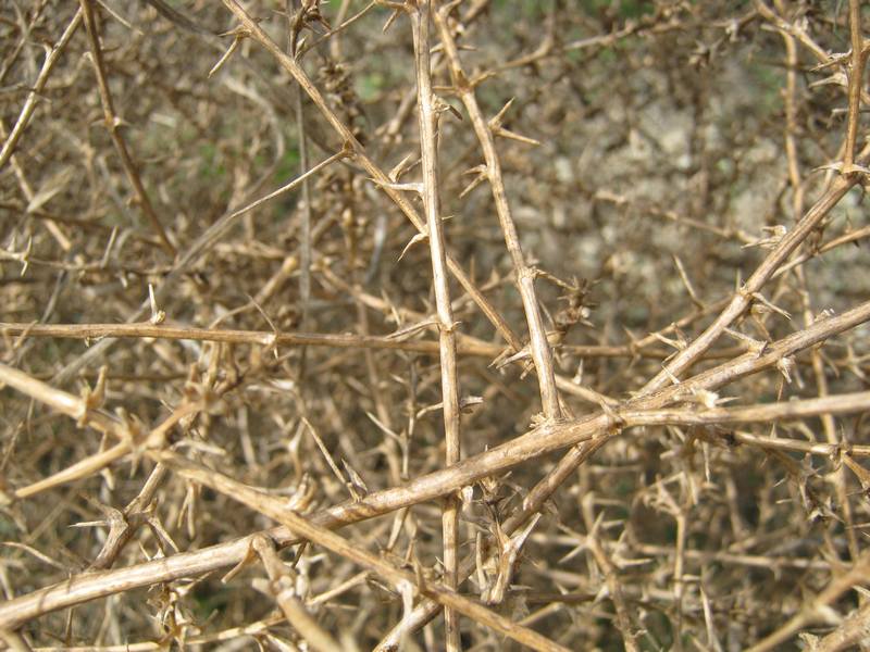 Image of Salsola tragus specimen.