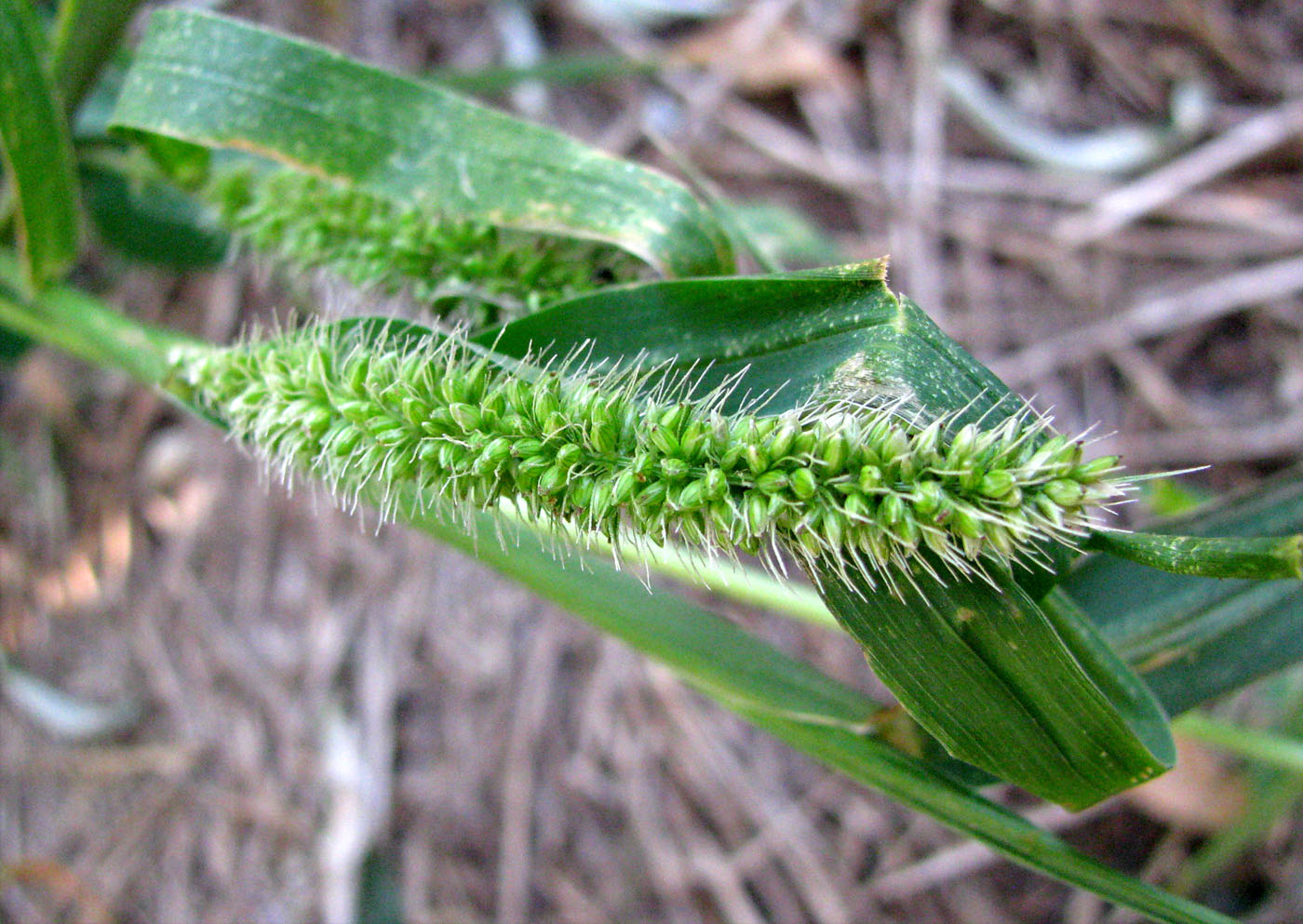 Изображение особи Setaria verticillata.