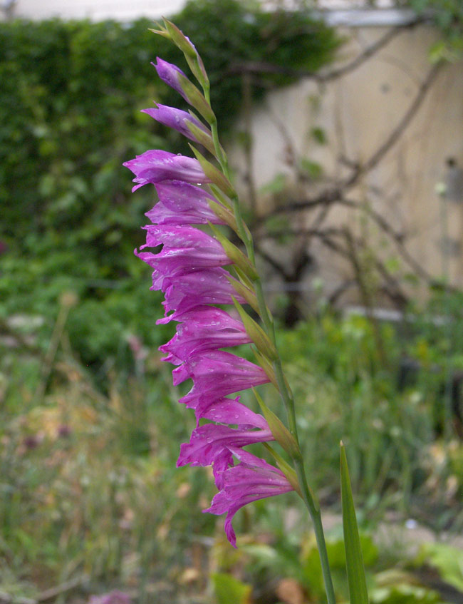 Изображение особи Gladiolus palustris.