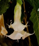 Brugmansia arborea