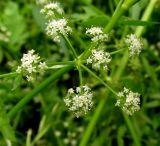 Berula erecta
