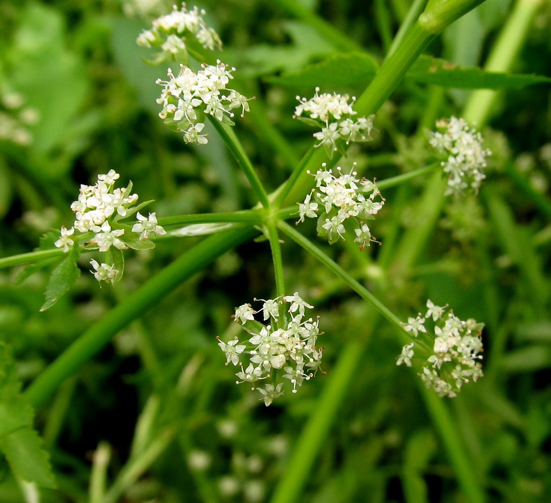 Изображение особи Berula erecta.