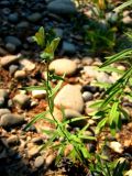 Linaria acutiloba. Цветущее растение. Республика Саха (Якутия), Томпонский р-н, с. Кескил. 03.07.2012.