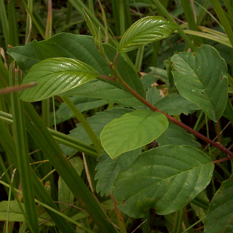 Image of Frangula alnus specimen.